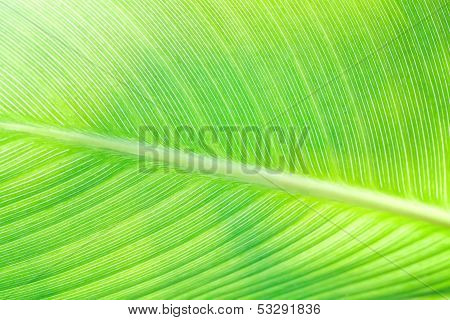 Canna leaf with streaks