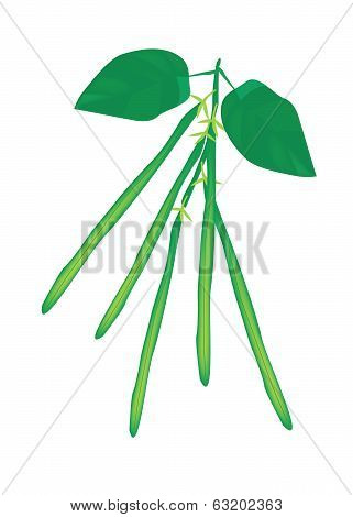 Delicious Fresh Green Beans On A Plant