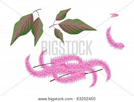 Parts Of Amaranthus Cruentus Plant On White Background