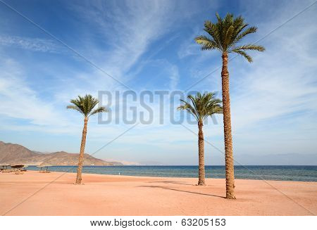 Three high palm on beach