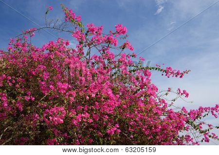 Flowering bush background blue sky