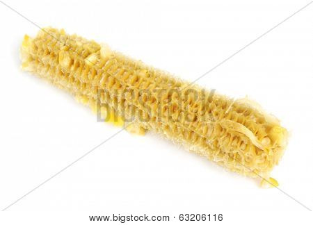 Fully eaten corn on the cob isolated
