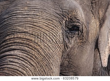 Elephant Eye