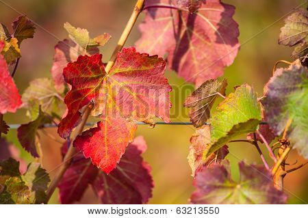 Vineyard leaf in autumn season