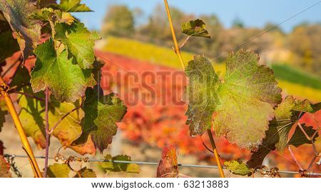 Vineyard leaf in autumn season