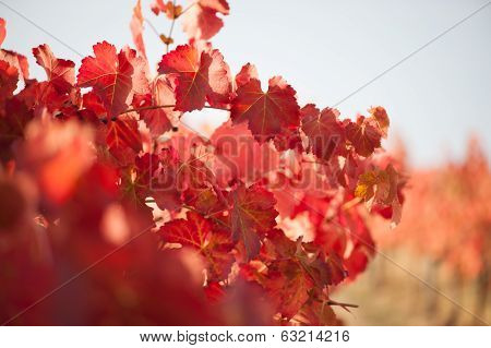 Vineyard leaf in autumn season