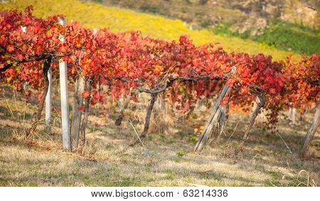 Vineyard leaf in autumn season