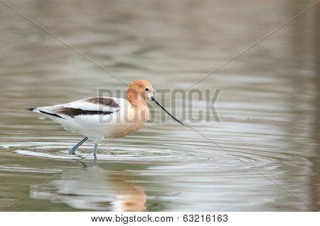 American Avocet