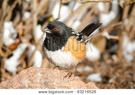 Spotted Towhee On Rock
