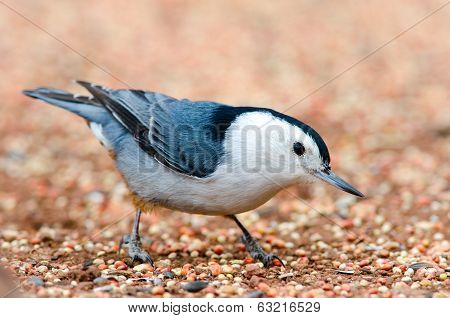 Nuthatch