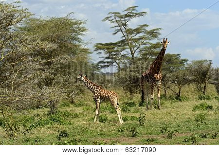 Giraffe