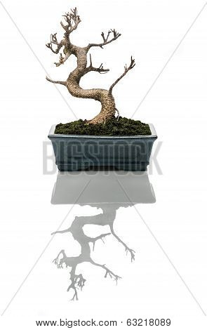 Bonsai Tree Dried
