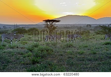 Oryx Gazella
