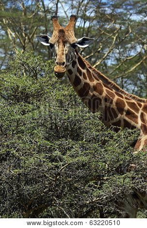 Giraffe