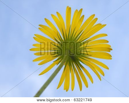 Flower Doronicum