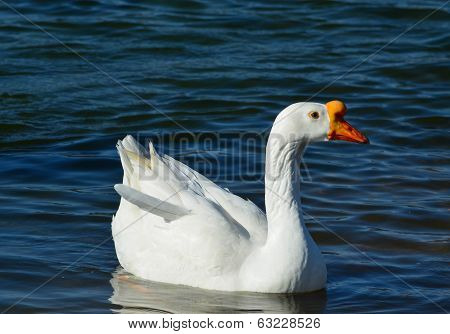 White Goose Swimming in the Pond
