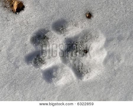 Fotavtryck av Tiger