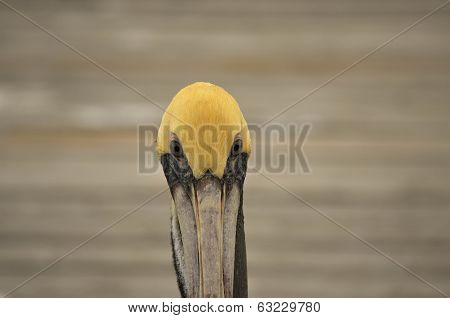 Yellow Head Pelican Full Face View