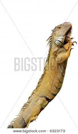 Iguana