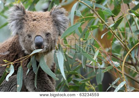 Koala