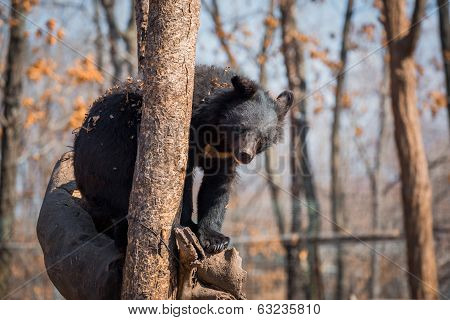 Asiatic black bear