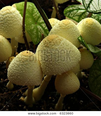 Macro Mushrooms