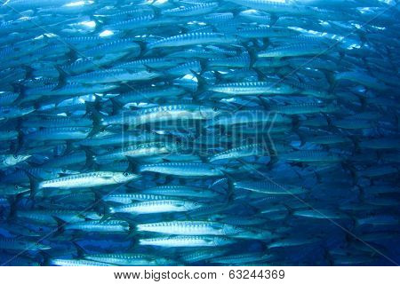 Large School of Chevron Barracuda fish