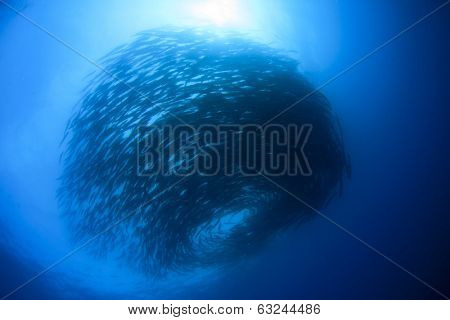 Large School of Chevron Barracuda fish