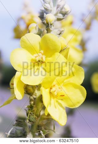 mullein flower