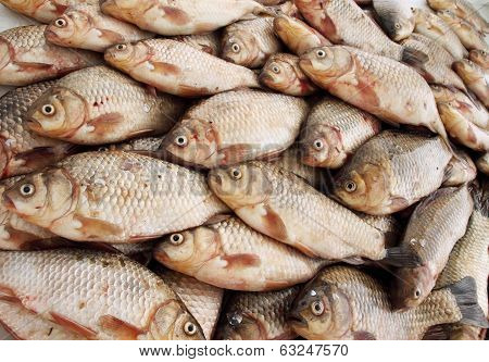 river fish carp
