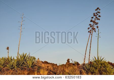 Green Agave Flowers