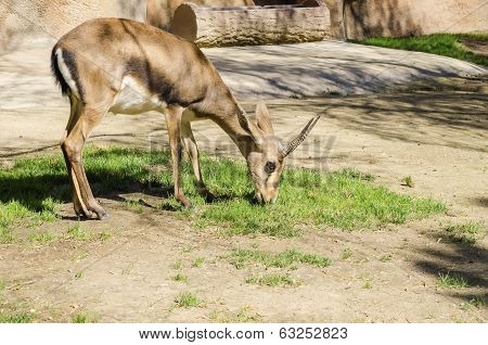 Bontebok