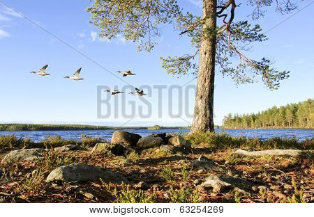 Forest lake in the taiga.