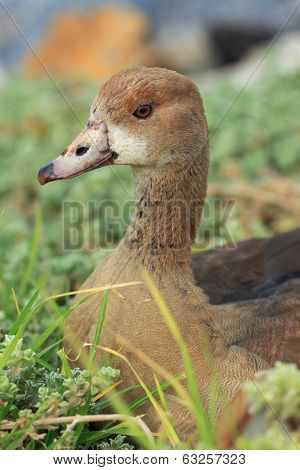 Beauftiful Wild Duck In Cape Town, South Africa.