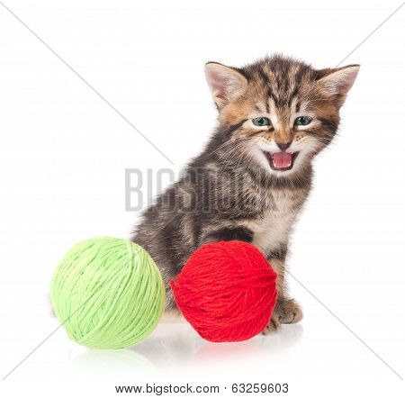 Little Kitten