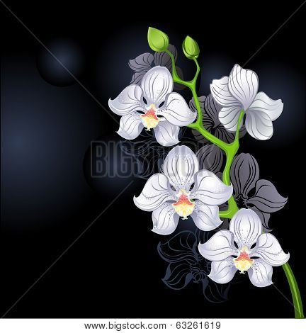 White Orchids