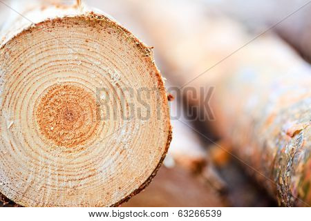 Annual Rings On Sawn Pine Tree Timber Wood