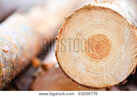 Annual Rings On Sawn Pine Tree Timber Wood