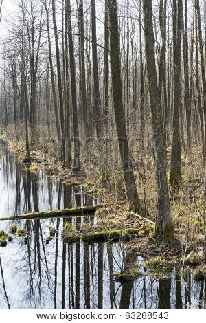 Early spring in the Biebrza National Park, Poland, Podlasie
