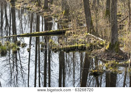 Early spring in the Biebrza National Park, Poland, Podlasie