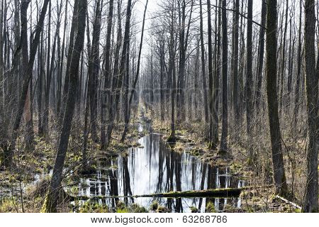 Early spring in the Biebrza National Park, Poland, Podlasie