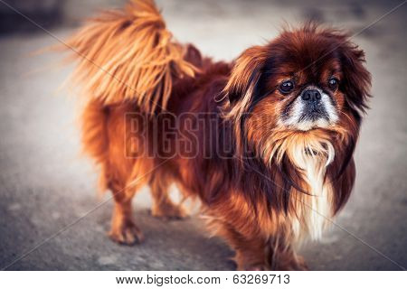 pekinese dog