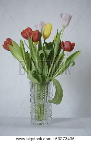 Tulips in a vasa