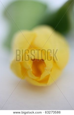 Yellow tulip (postcard)