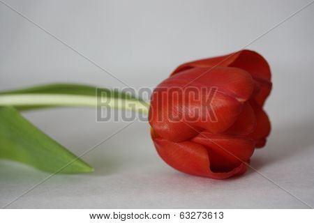 Red tulip