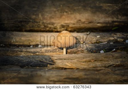 Mushroom