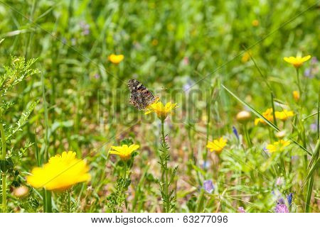 Butterflies At Spring Flowering Season