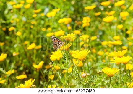Butterflies At Spring Flowering Season