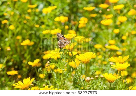 Butterflies At Spring Flowering Season