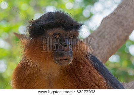 Portrait Of A Western Red Colobus Monkey